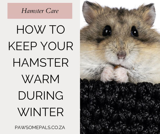How To Keep Your Hamster Warm During Winter