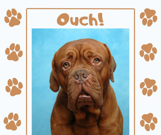 Is Your Dog Hiding Dental Pain? Look for These 10 Red Flags!