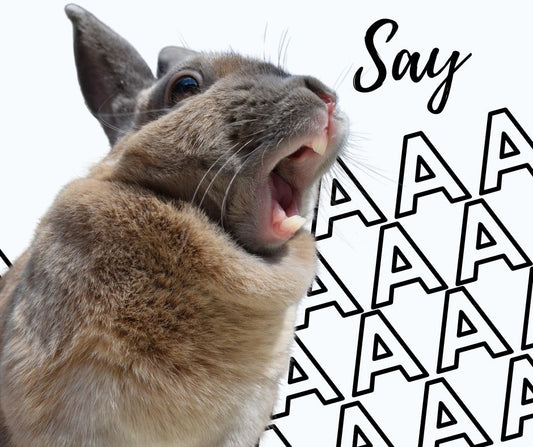 Tiny Teeth, Big Impact: Dental Health for Your Small Rodent Pets