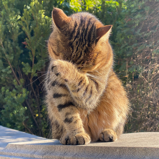 6 Signs of Dental Disease in Cats and Tips on Preventative Care