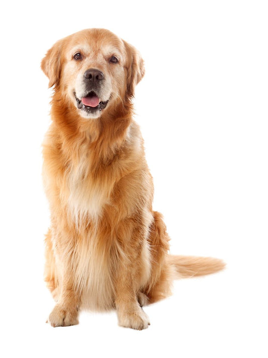 Digestive Health in Dogs