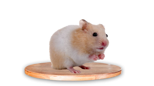7 Things To Take Into Consideration Before Getting A Hamster