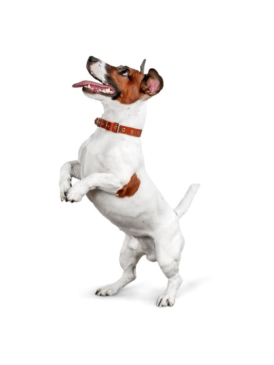 Training Dogs with Treats