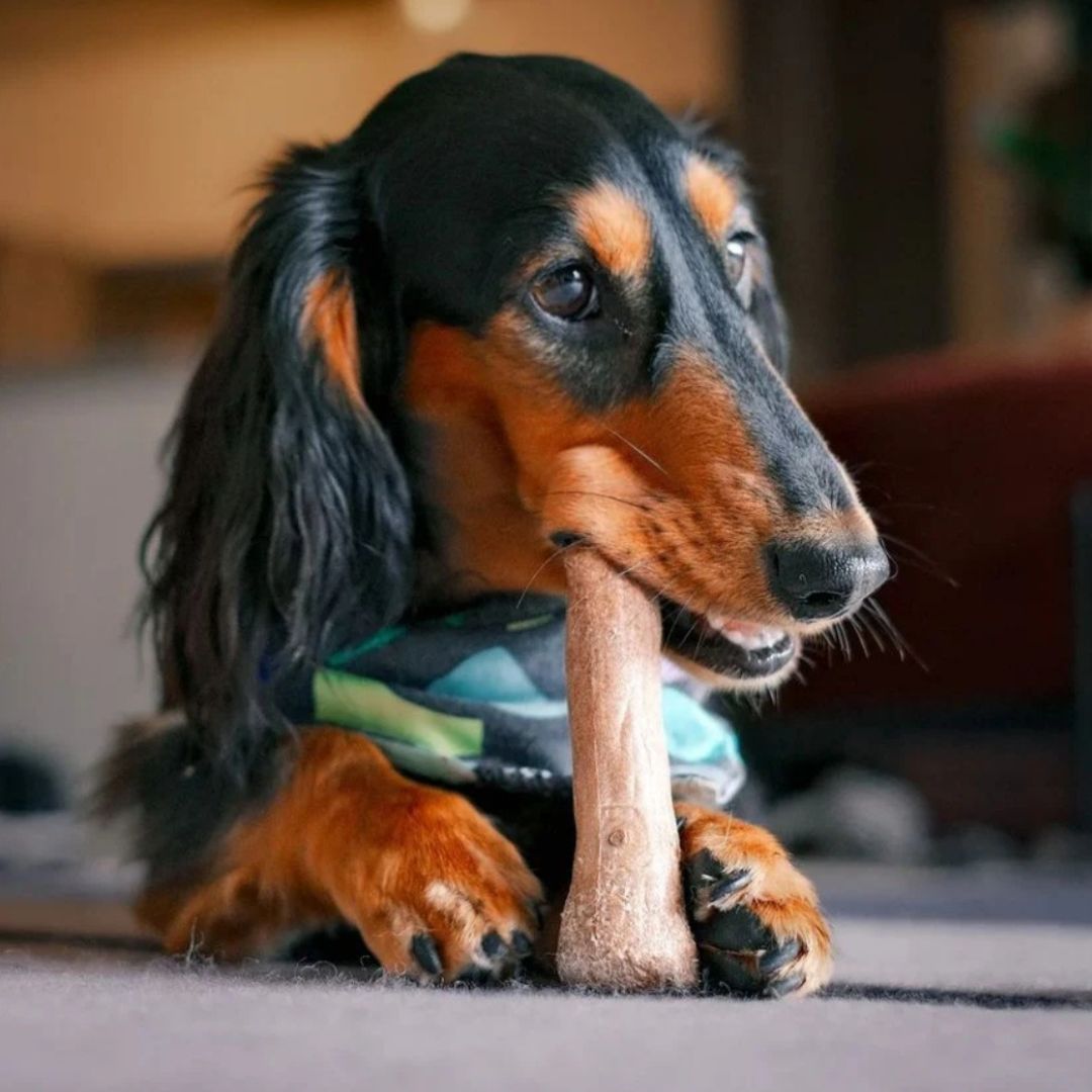 Dogwood Durable Stick