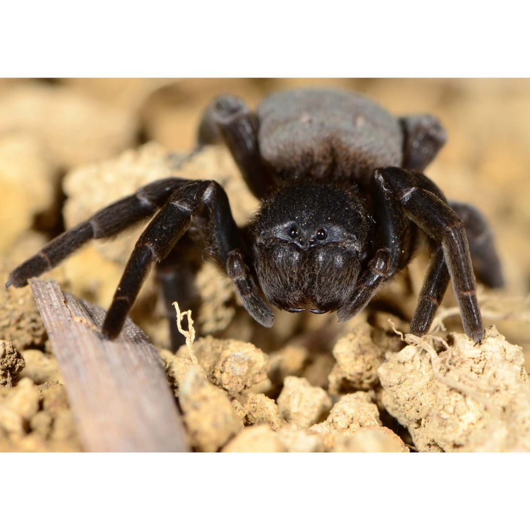 Gandanameno sp - Tree velvet spider (Sling)