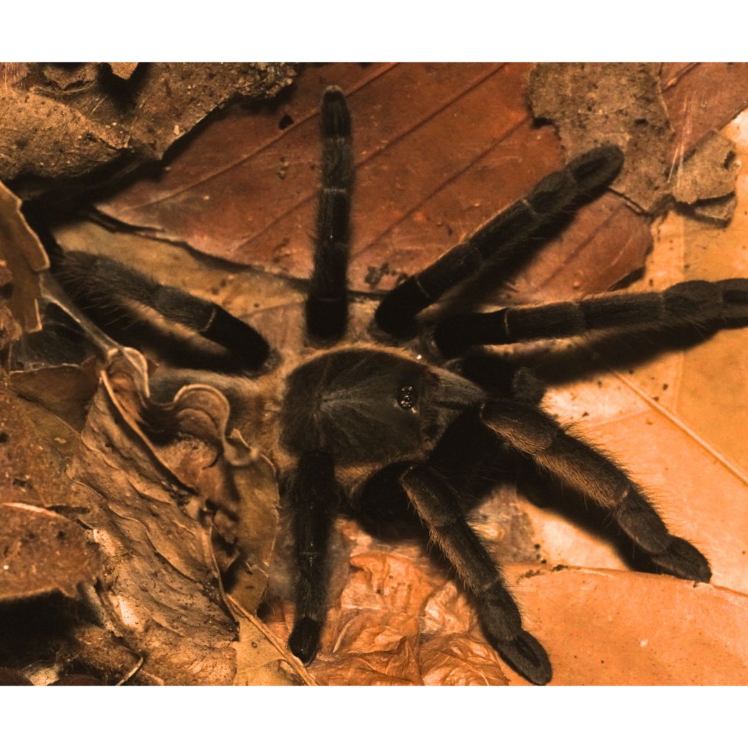 Ornithoctonus aureotibialis - Thailand Golden Fringe (Sling)