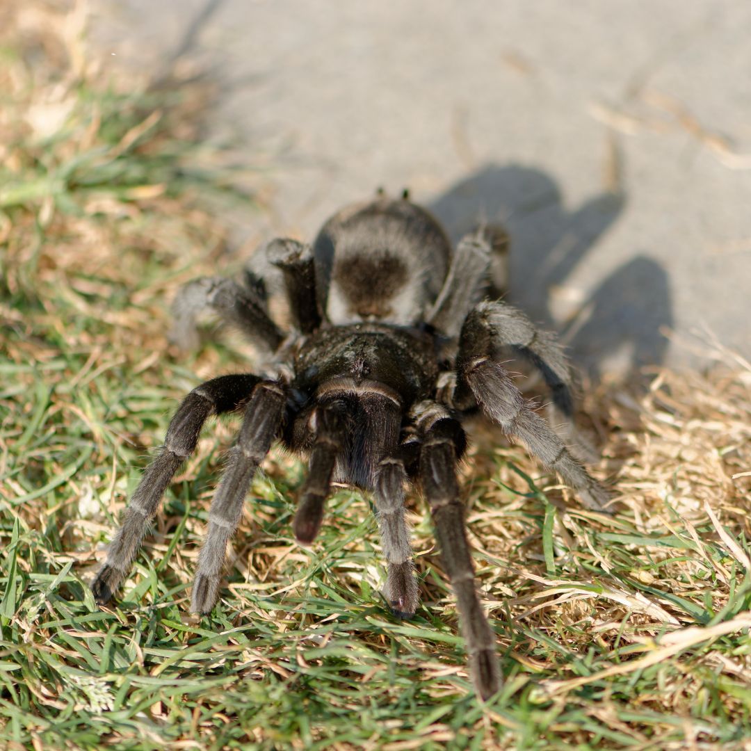 Grammostola pulchra - Brazilian Black (Sling)
