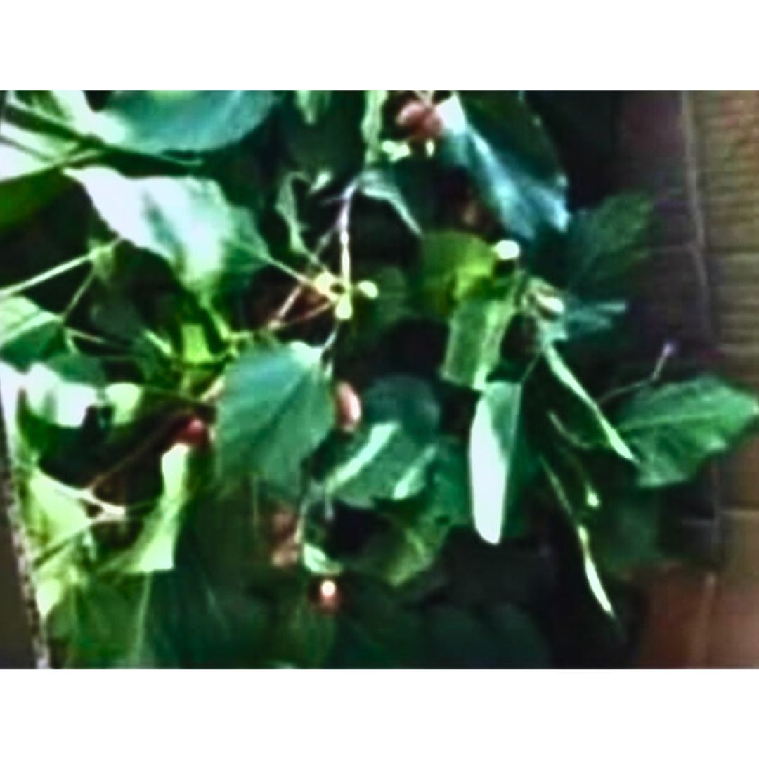 Mulberry Treat