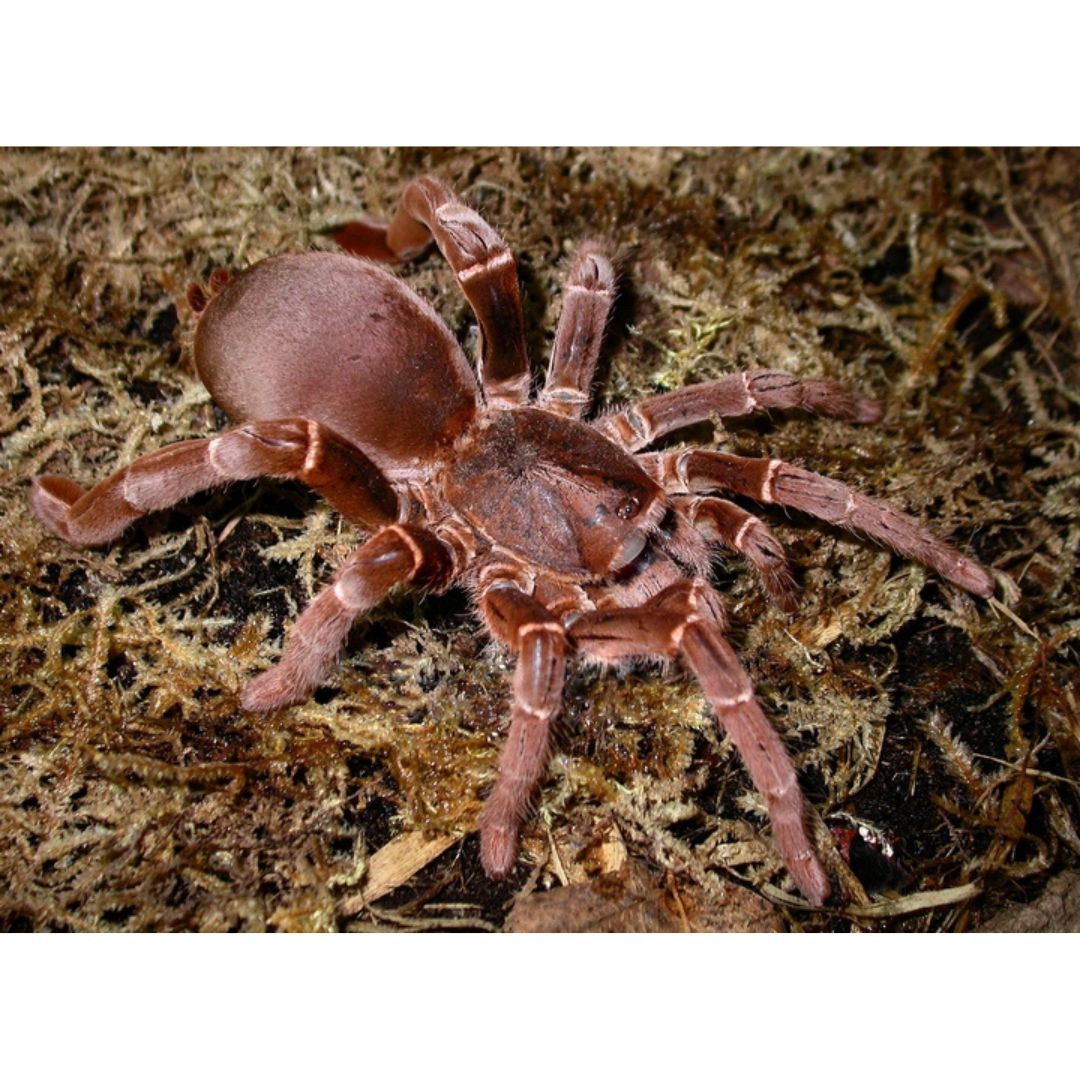 Pelinobius muticus - King Baboon (Sling)