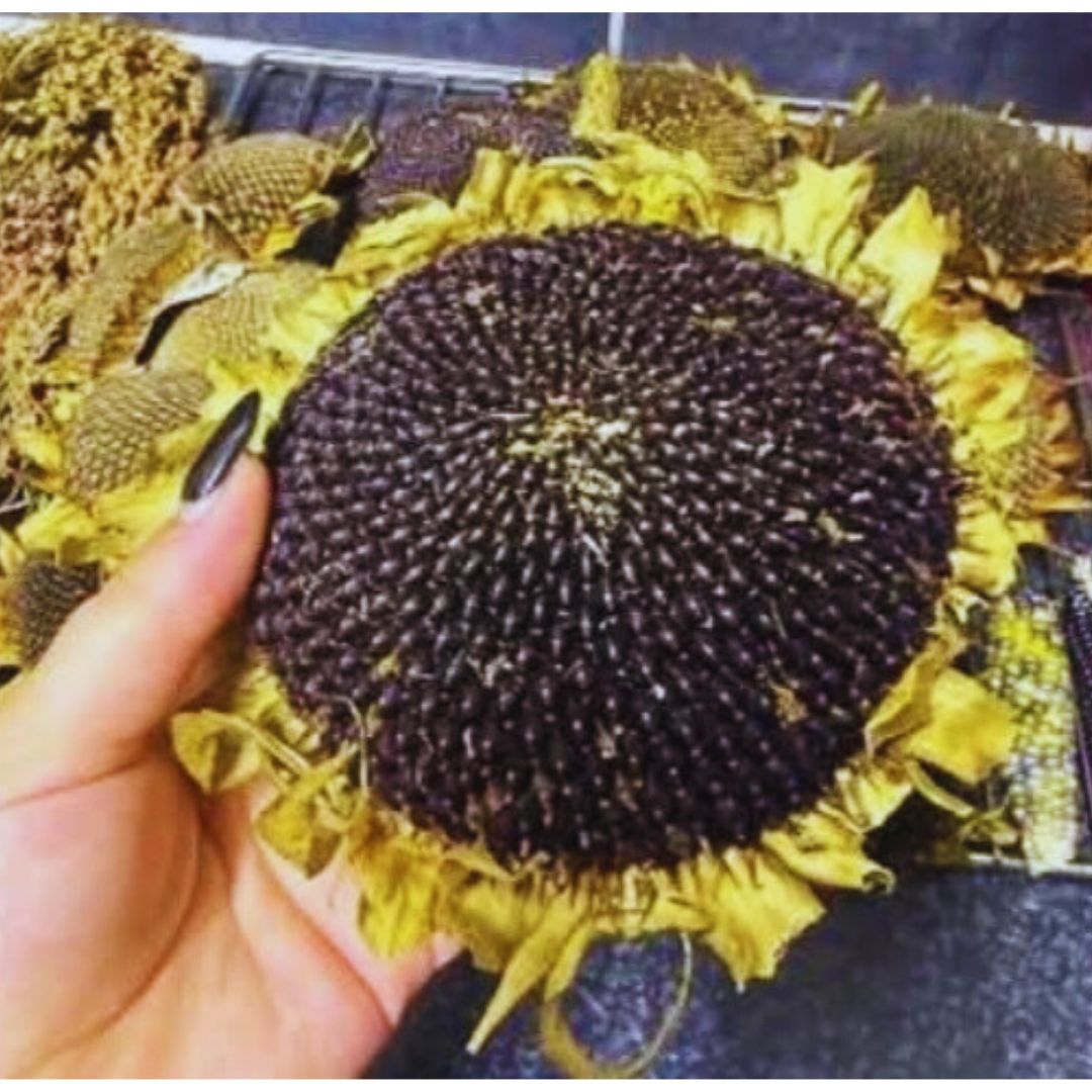 Sunflower Head Treat For Hamsters & Rats