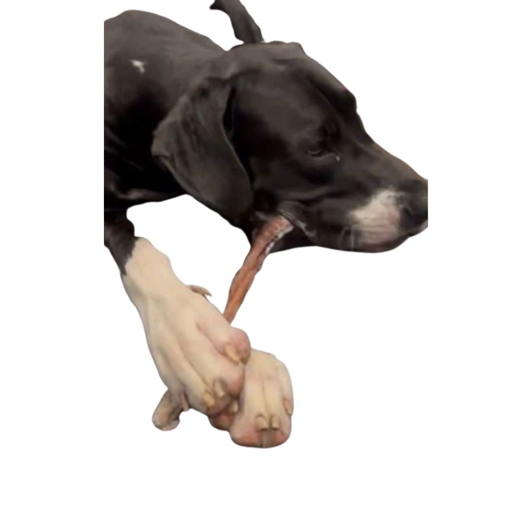 Large Beef Sticks Treat For Dogs (+/- 40cm long)
