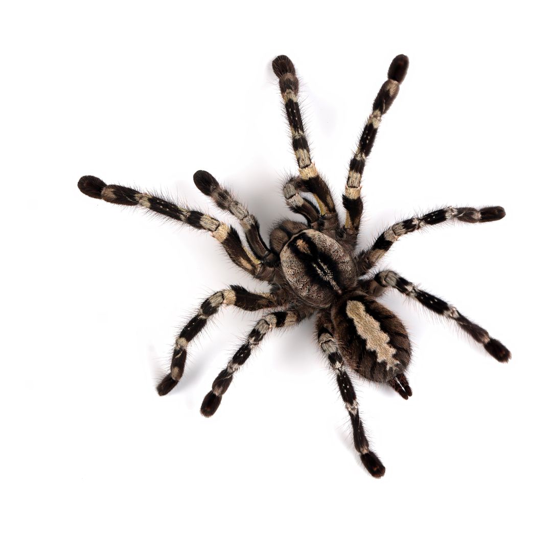 Poecilotheria Regalis - Indian Ornamental Tarantula (Sling)