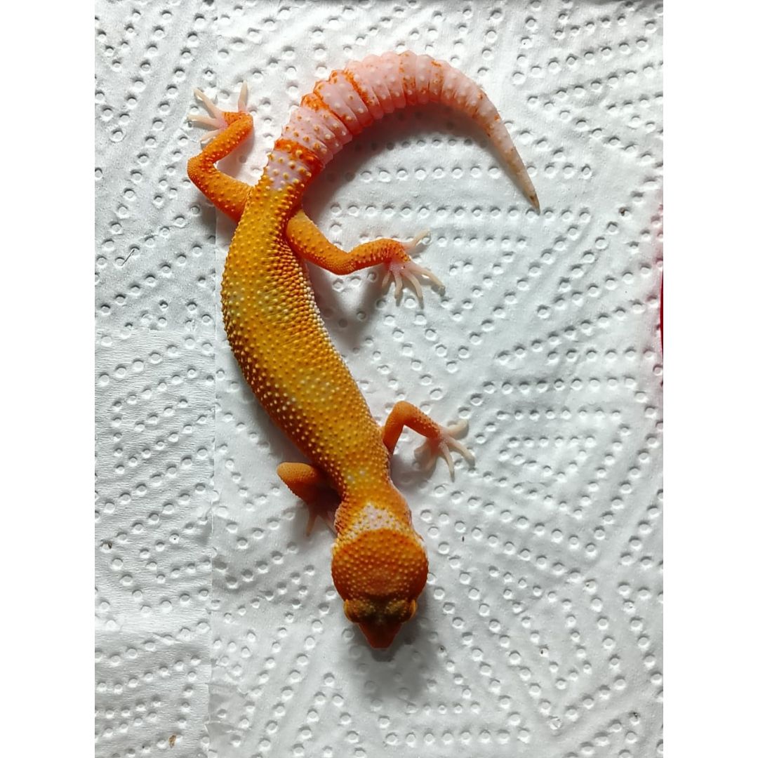 Pet Quality Leopard Gecko (Morph Unconfirmed) – Juvenile