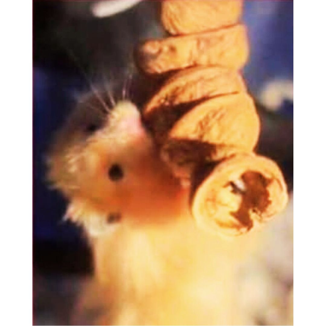Goodie-Filled Walnut Hanging Toy