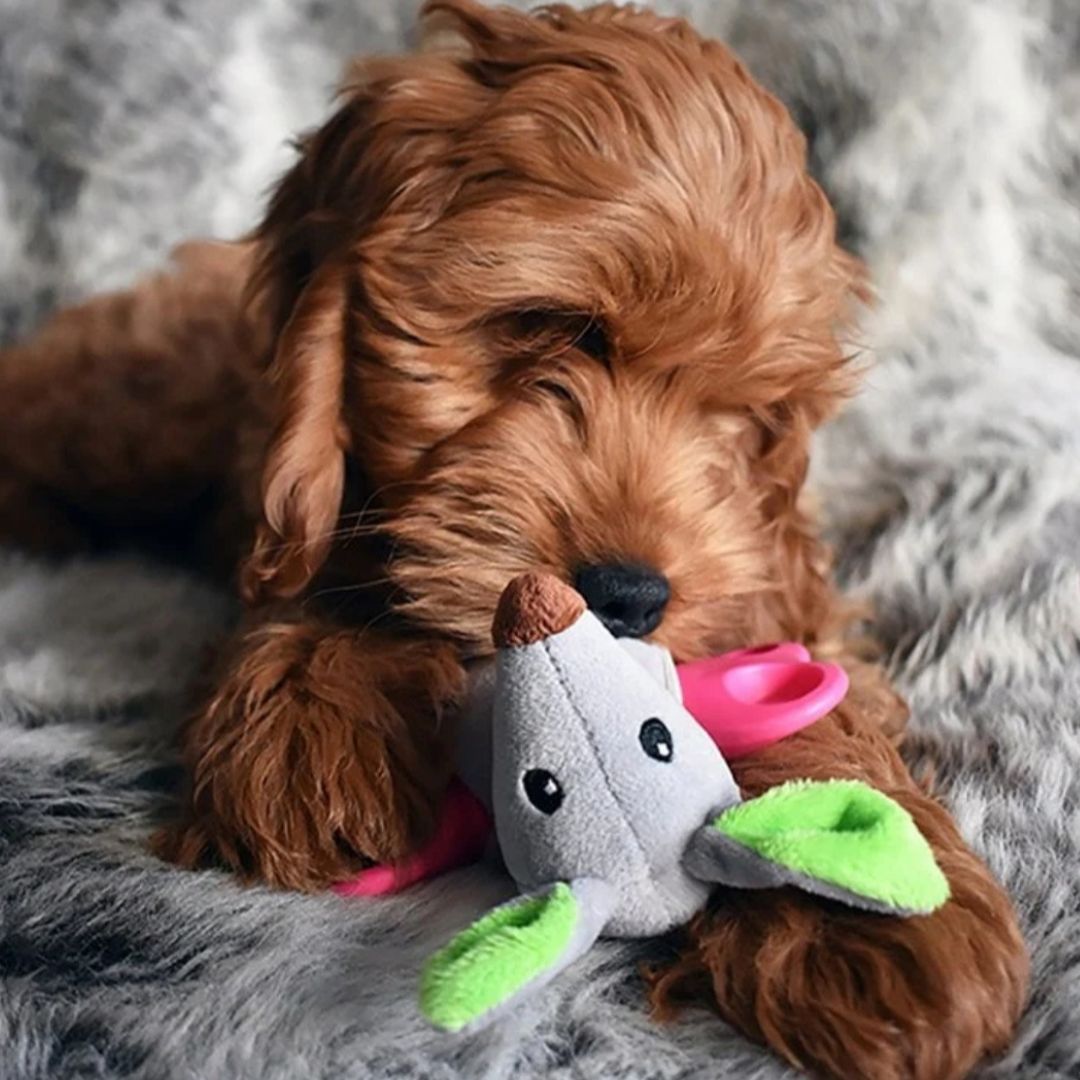 Little Nippers Rascal Roo