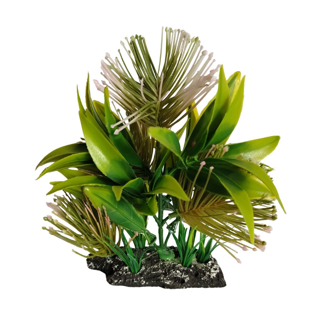 Fynbos-Inspired Plant