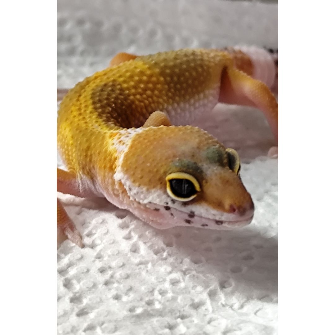 Pet Quality Leopard Gecko (Morph Unconfirmed) – Juvenile