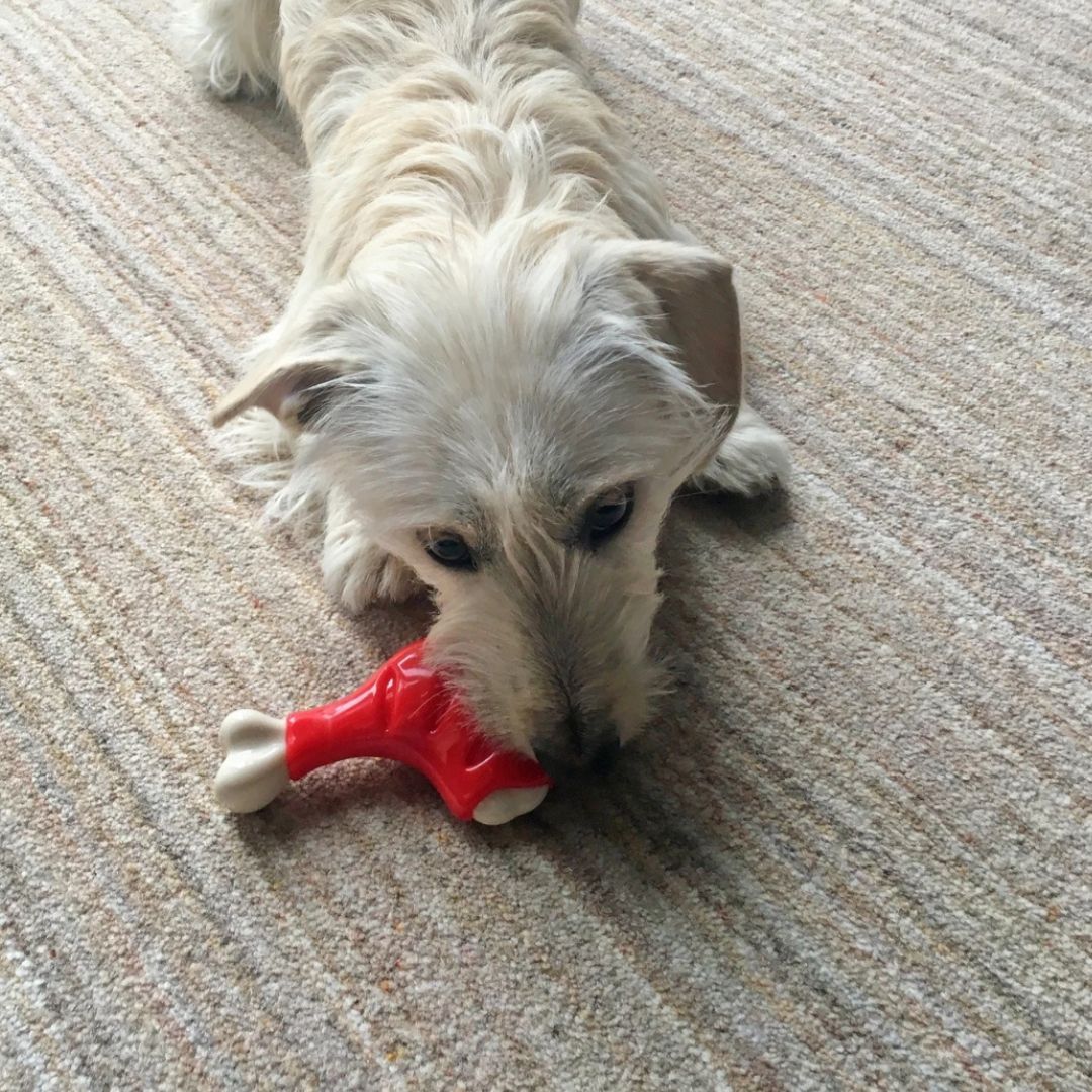 Tough Toys Chicken Leg