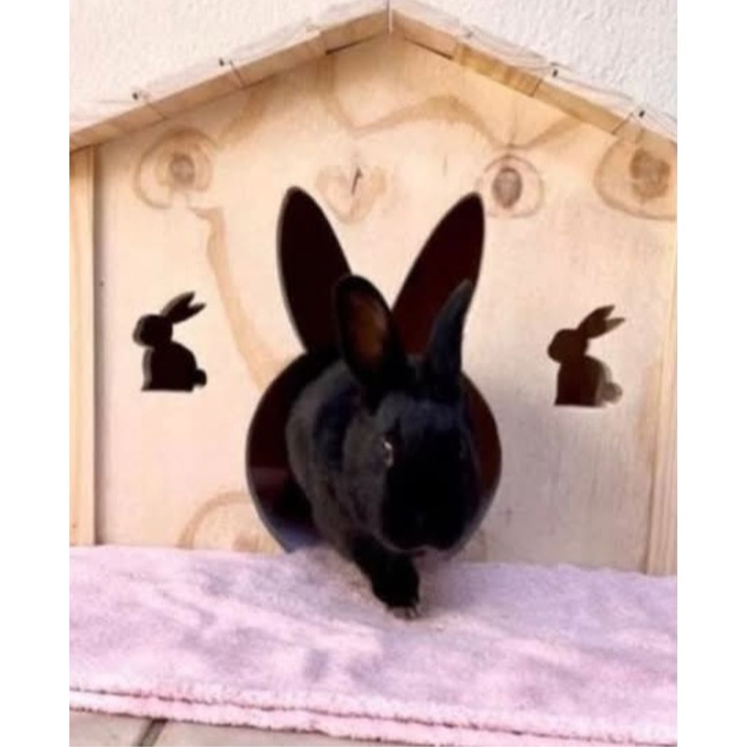 The Real Bunny House