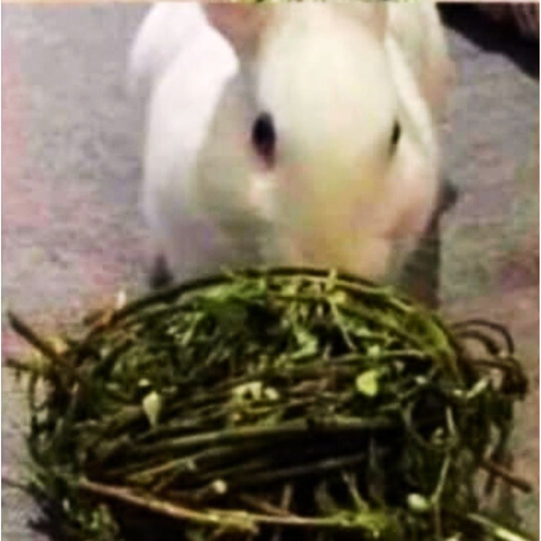 Willow Ball