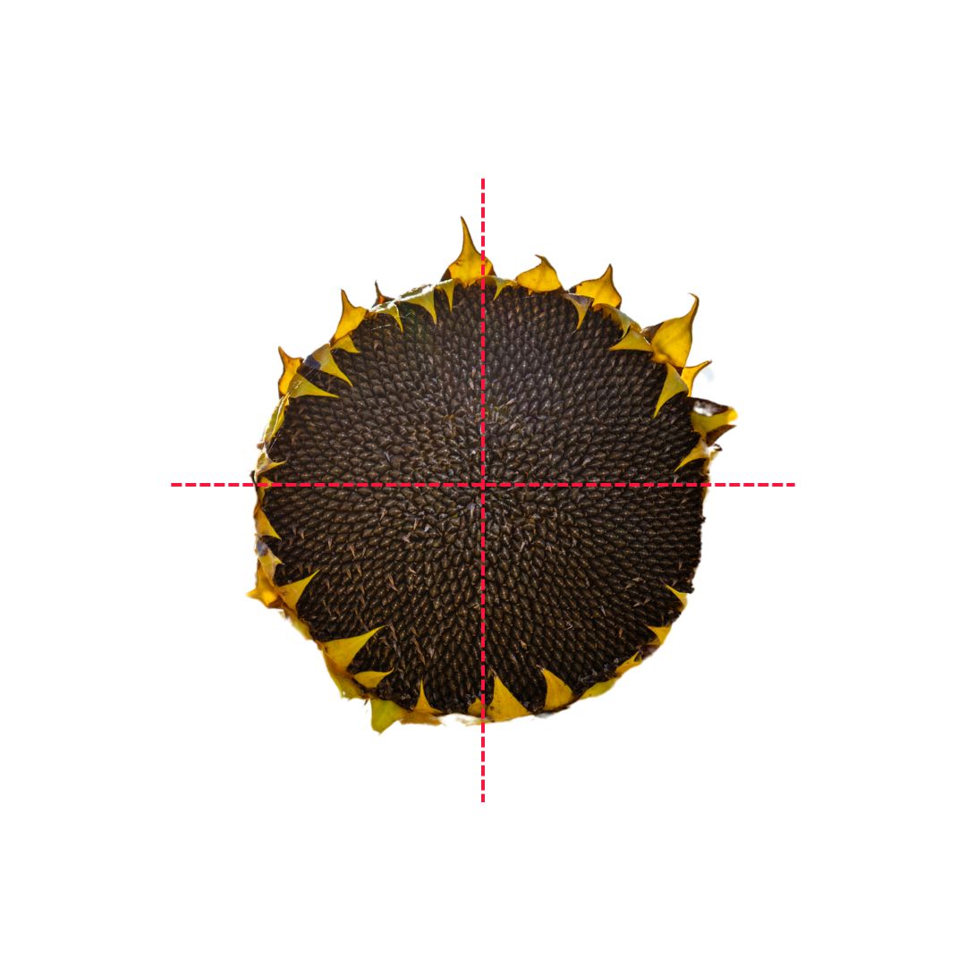 Sunflower Head Treat For Hamsters & Rats