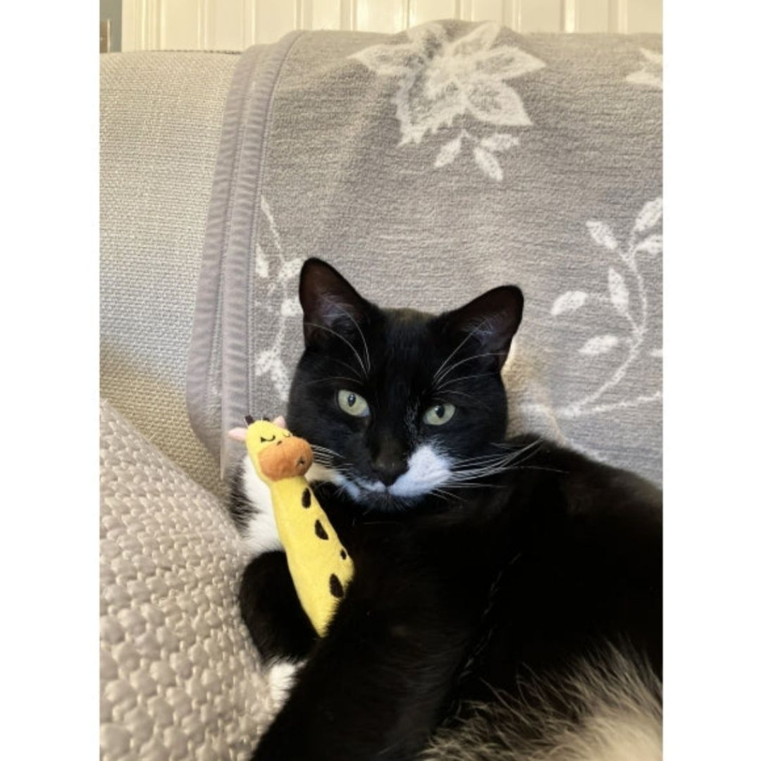 ECO Friendly Giraffe Grab Toy