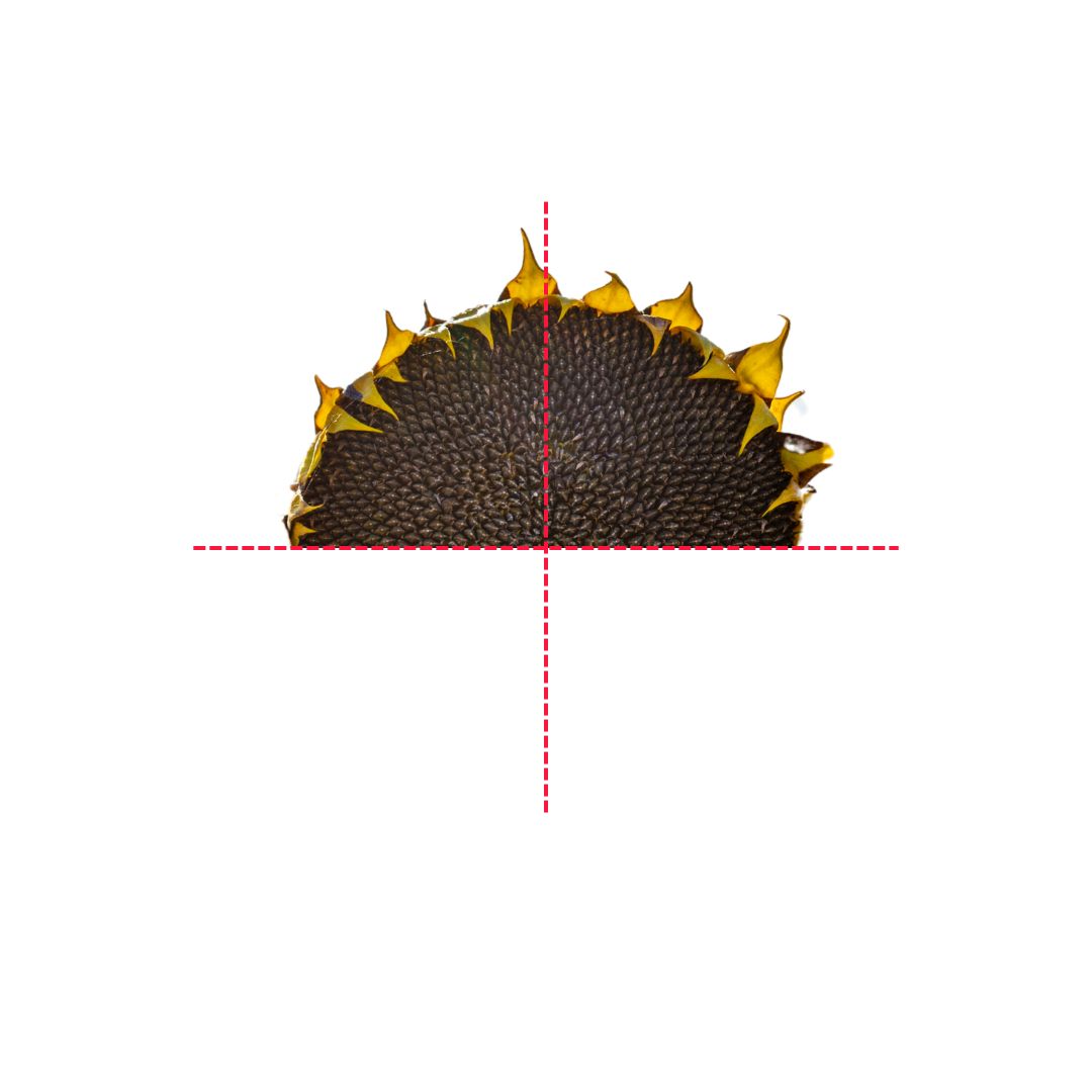 Sunflower Head Treat For Hamsters & Rats