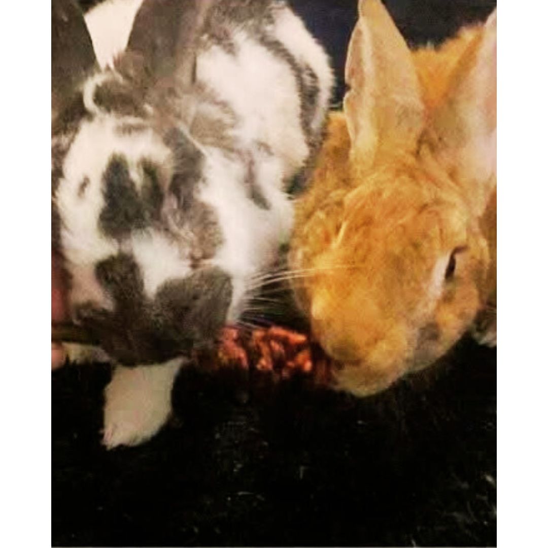 Blueberry & Goji Berry Fruit Sticks 2-Pack