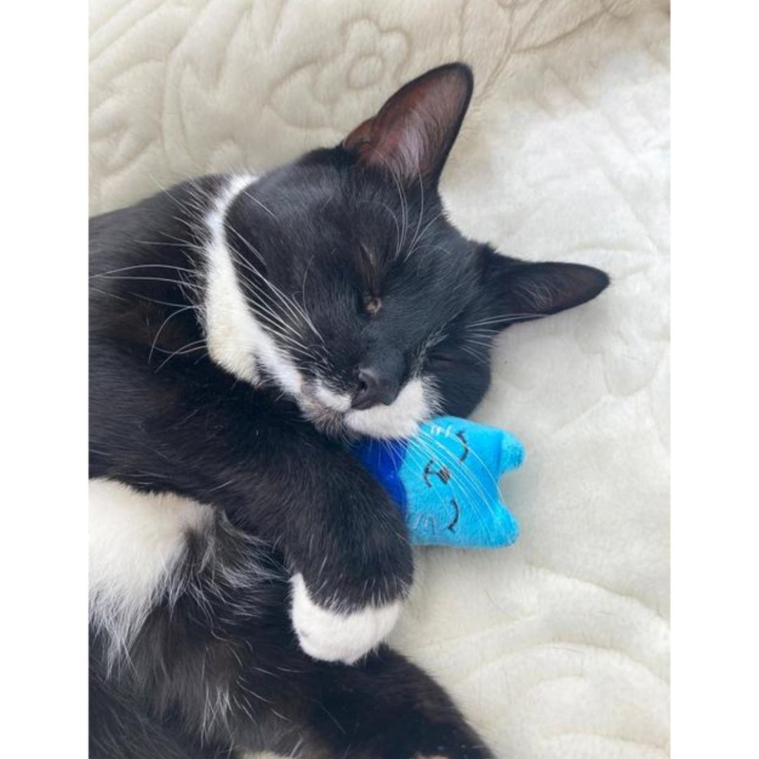 Battersea Catnip Cats (3PC)