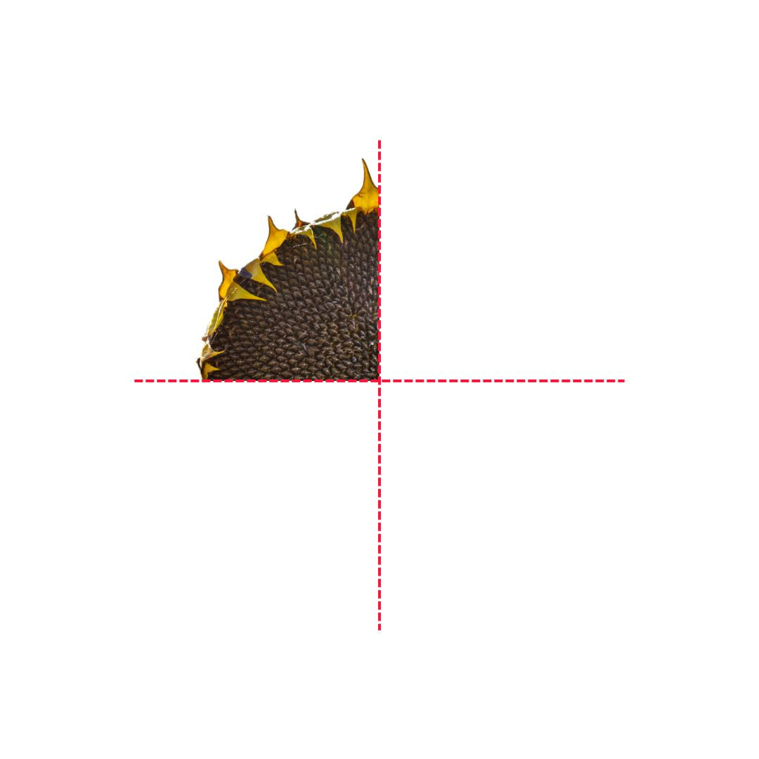 Sunflower Head Treat For Hamsters & Rats