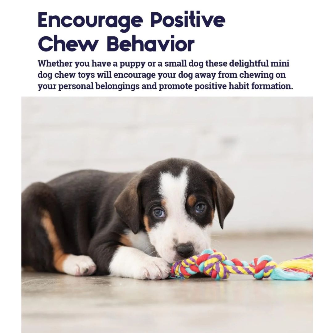 Mini Dental Chew Pack