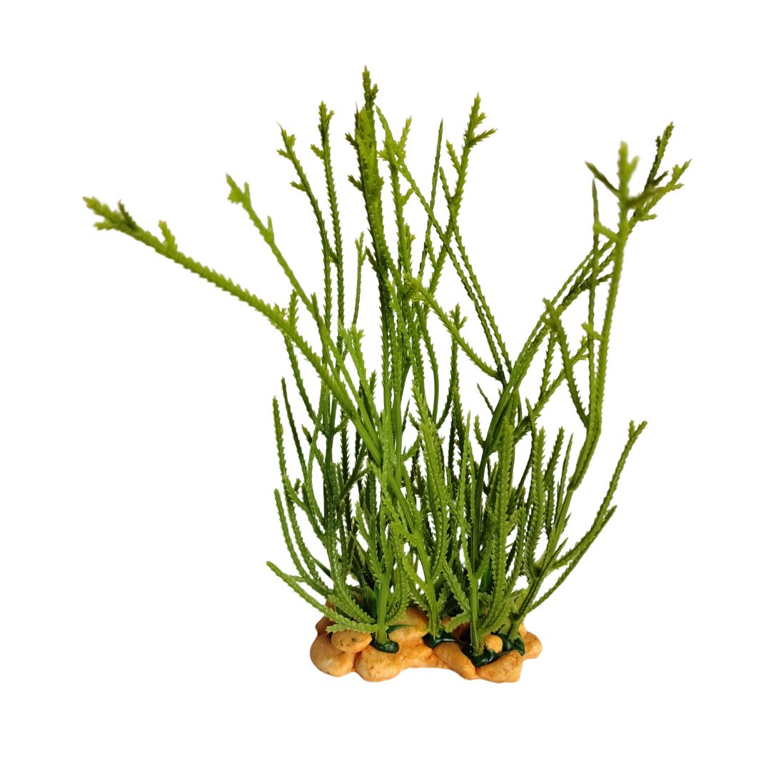 Desert-Style Bushy Plant