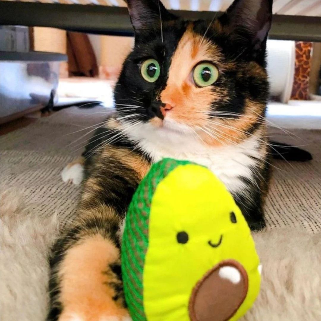 Dental Avo