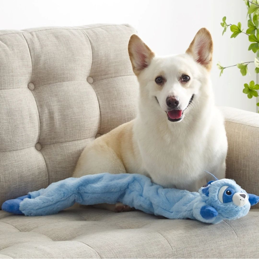 Longidudes Raccoon Blue