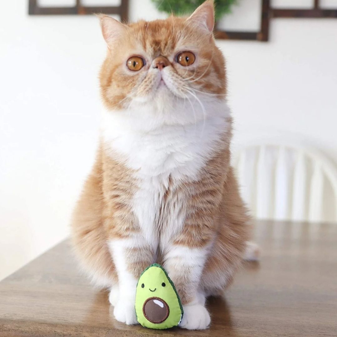 Dental Avo