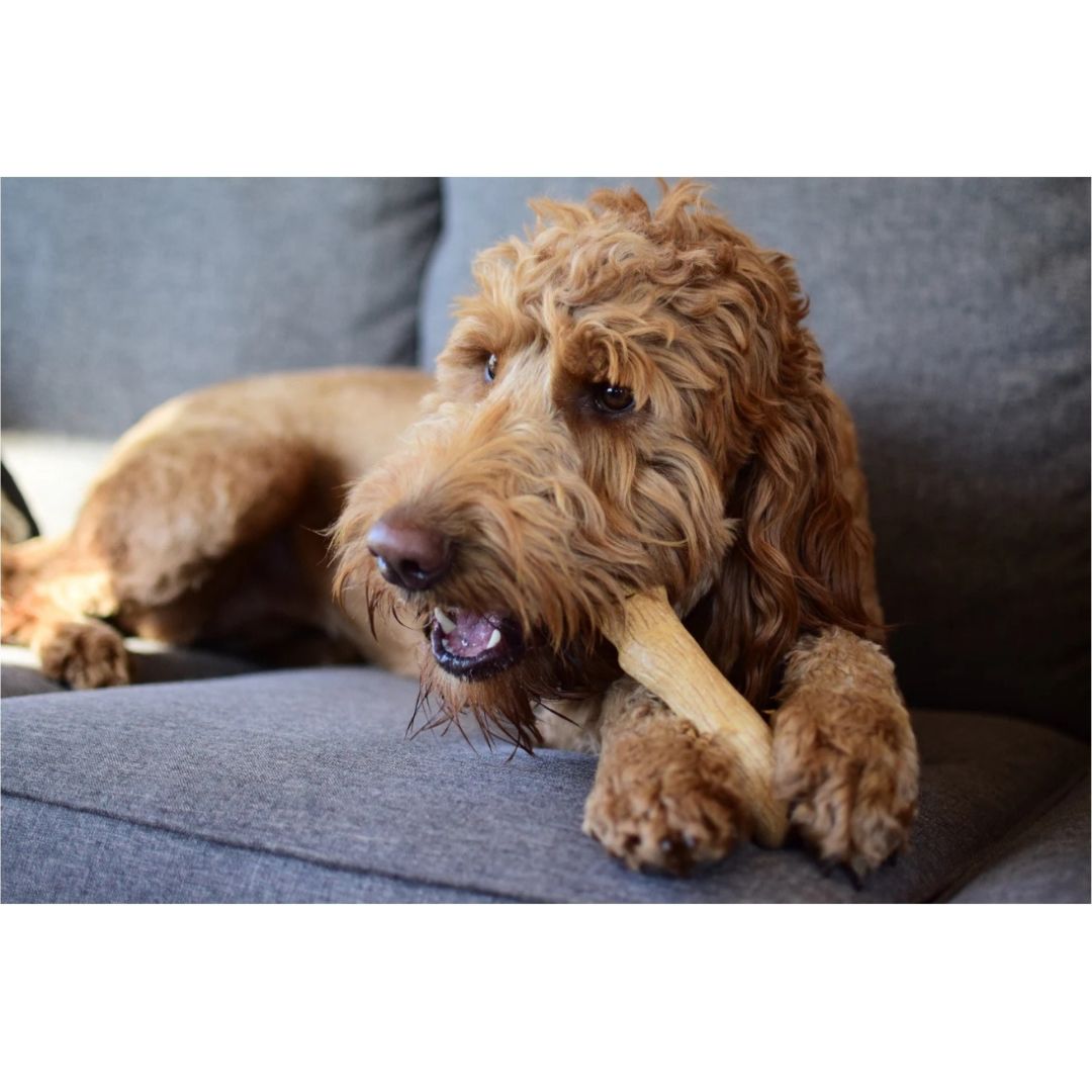 Dogwood Durable Stick