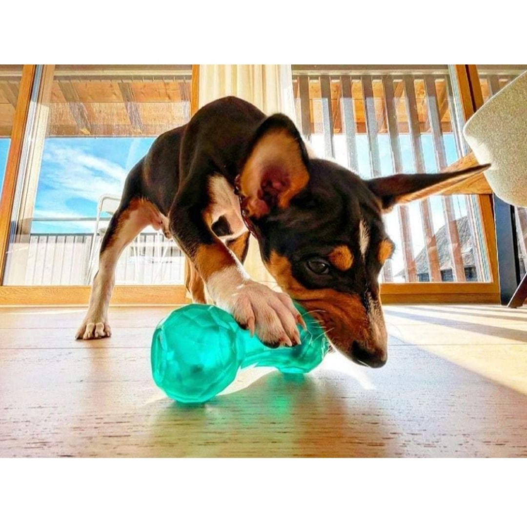 Biosafe Puppy Treat Dumbbell