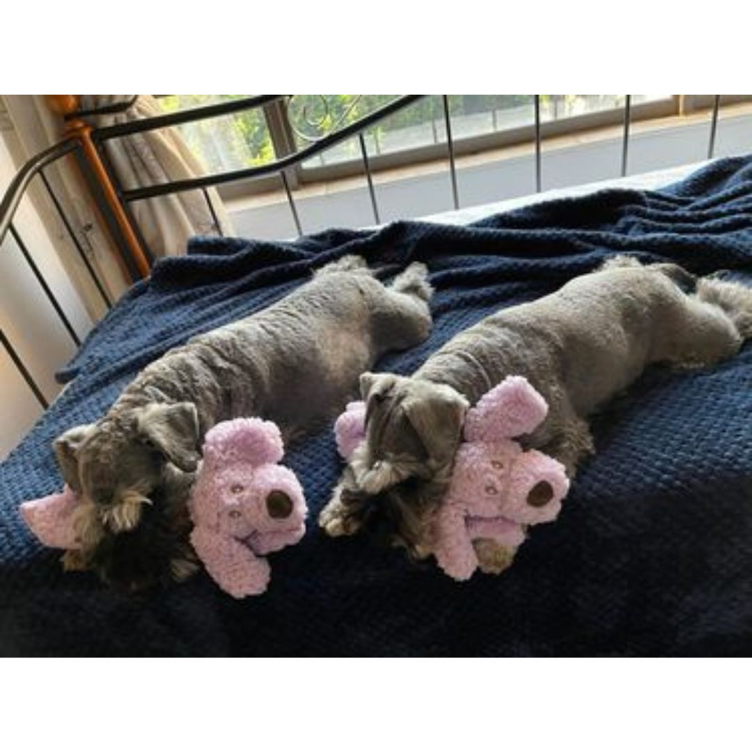 Aromadog Calm Fleece Flattie Dog