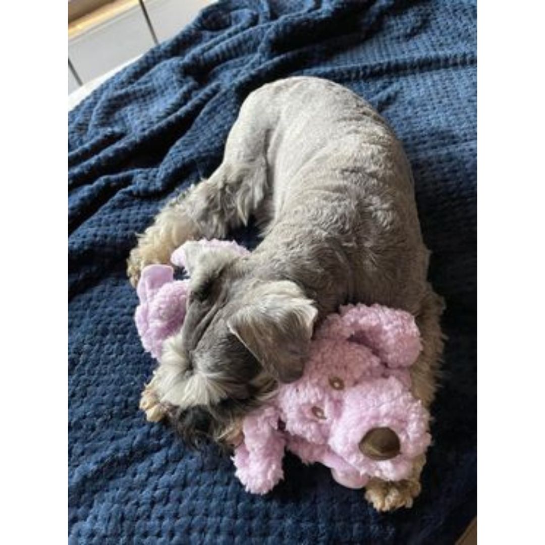 Aromadog Calm Fleece Laying Down Dog