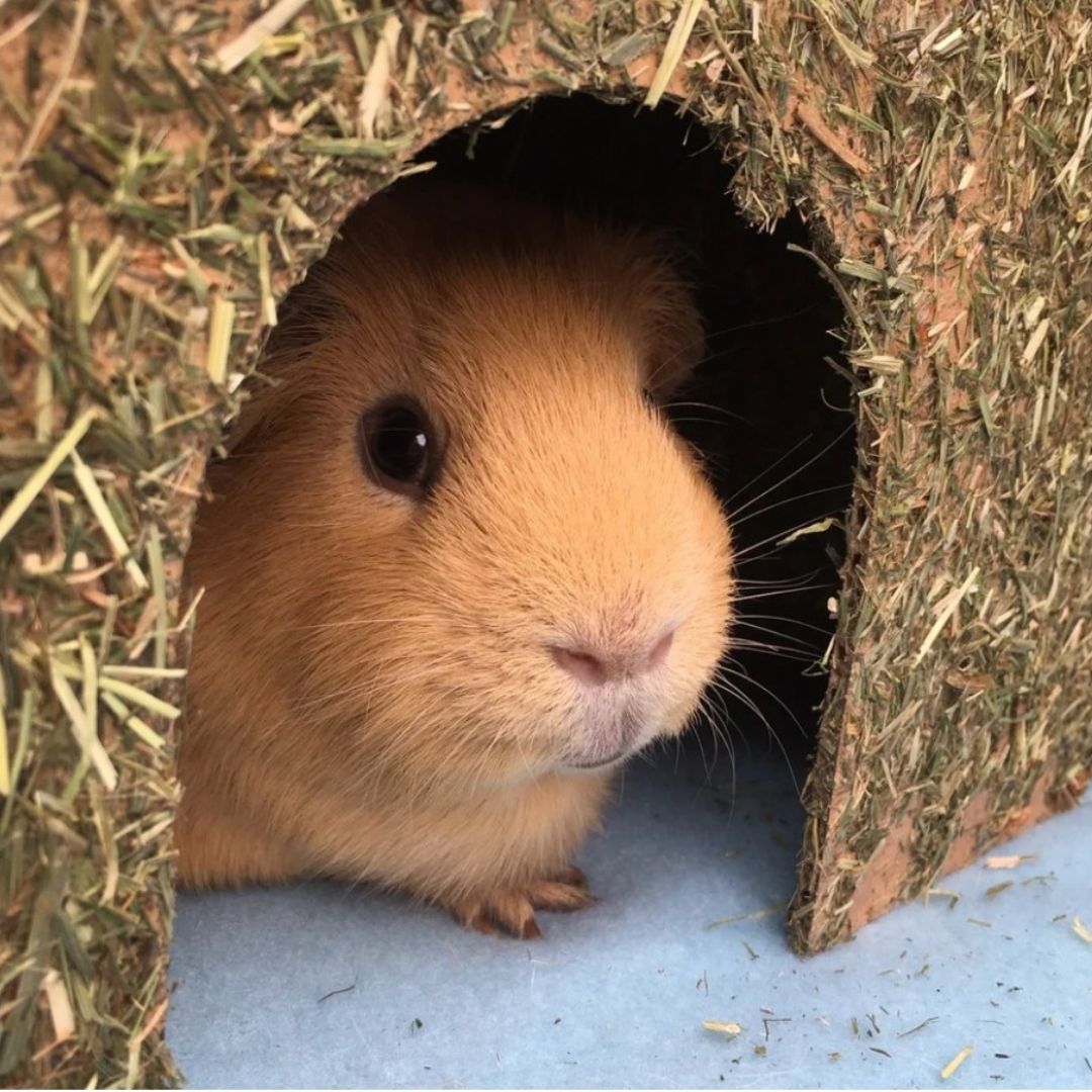 Carrot Cottage