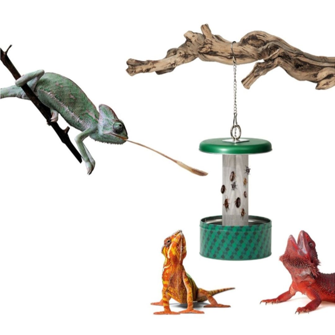 Chameleon Feeding Bowl