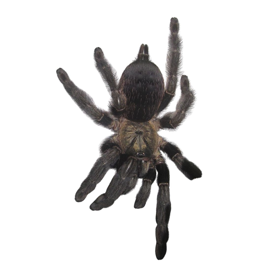 Psalmopoeus Reduncus - Costa Rican Orange Mouth Tarantula (Juvenile)