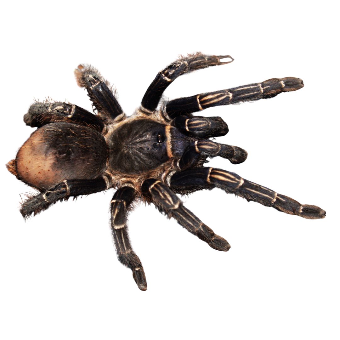Aphonopelma seemanni - Costa Rican Zebra Tarantula (Sling)