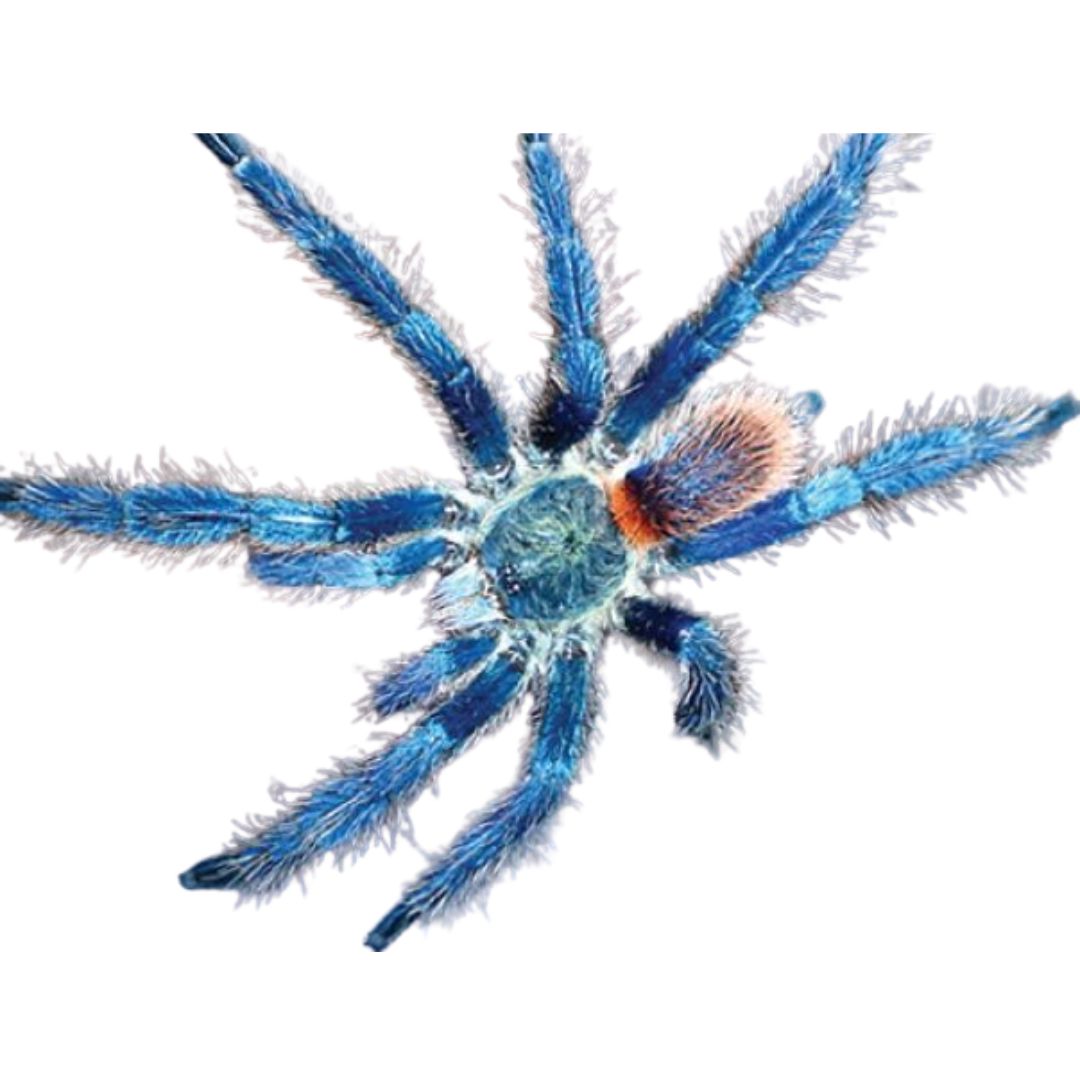 Dolichothele diamantinensis - Brazilian Blue Beauty (Sling)