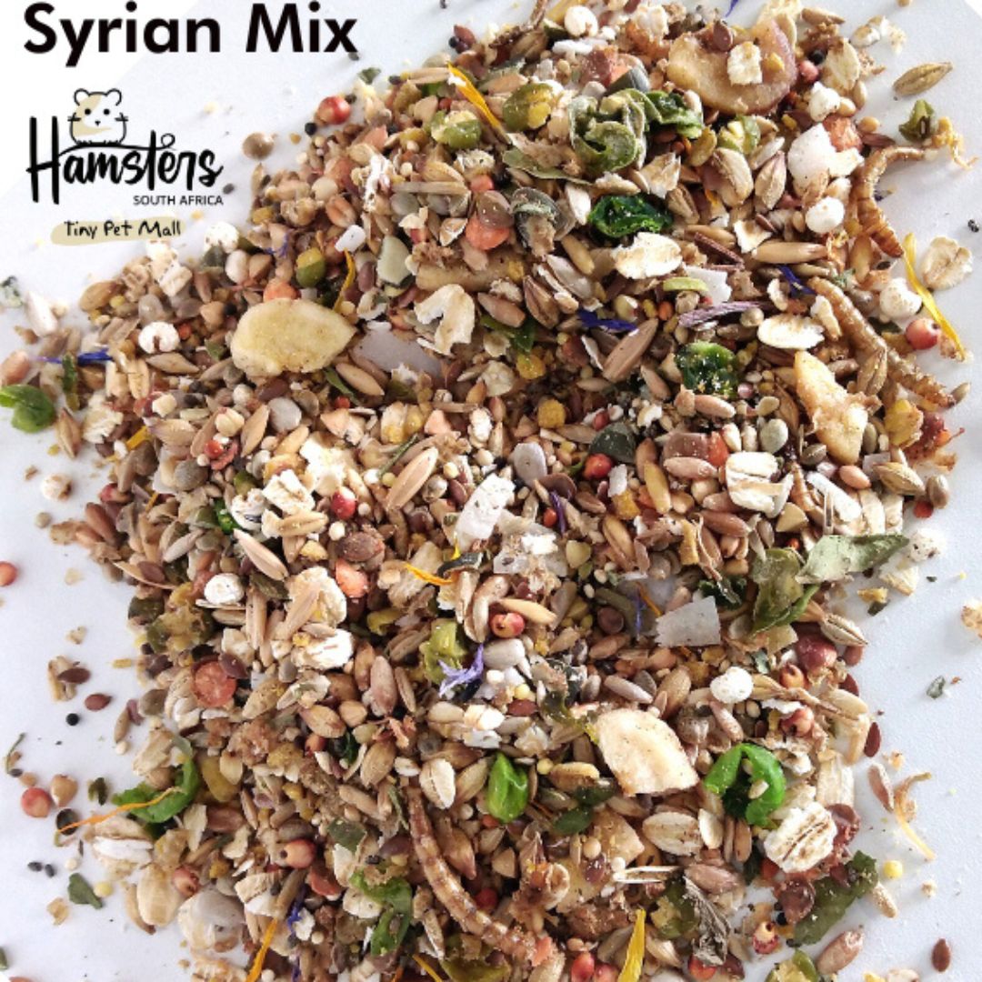 Syrian Hamster Mix