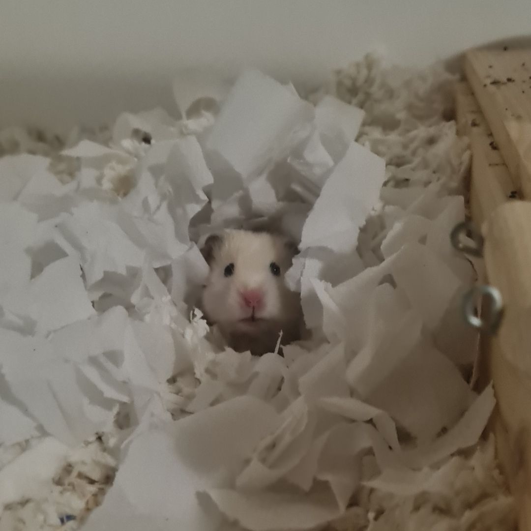 Hamster-Safe Nesting Material