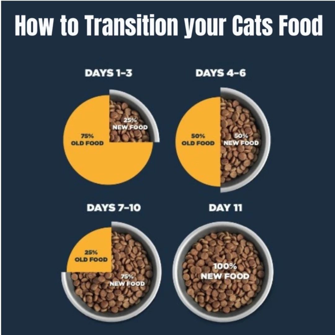 Kit Cat Kitten & Pregnant Cat