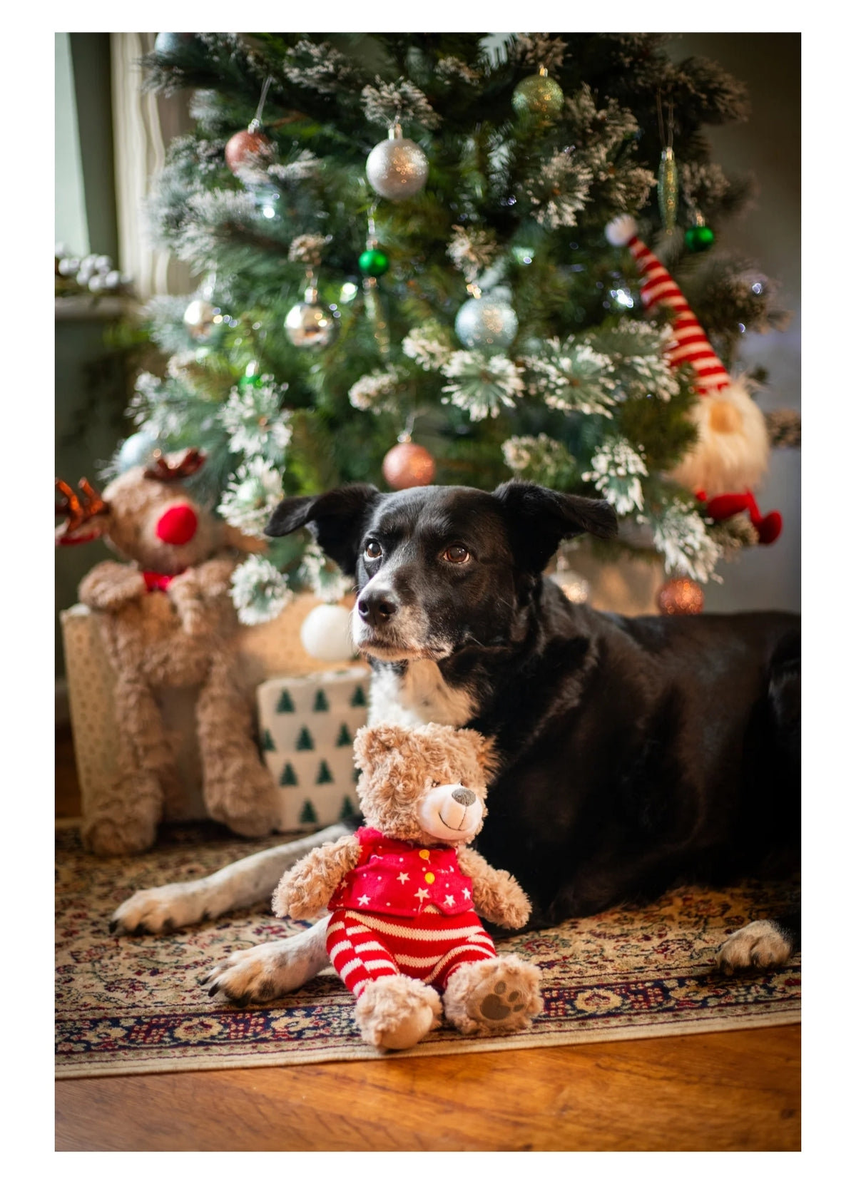 Buddy Bear