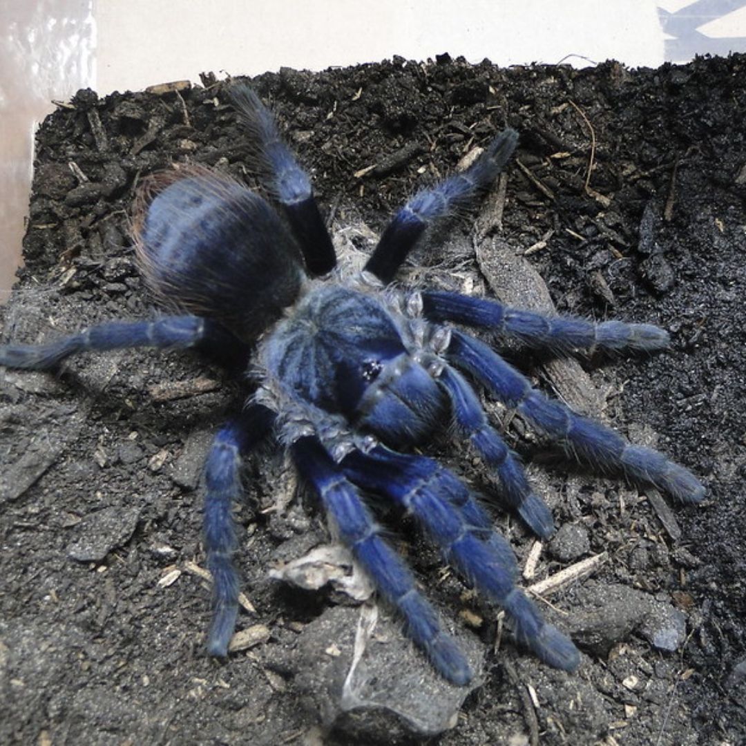 Lasiocyano Sazimai - Brazilian Blue Tarantula (Sling)