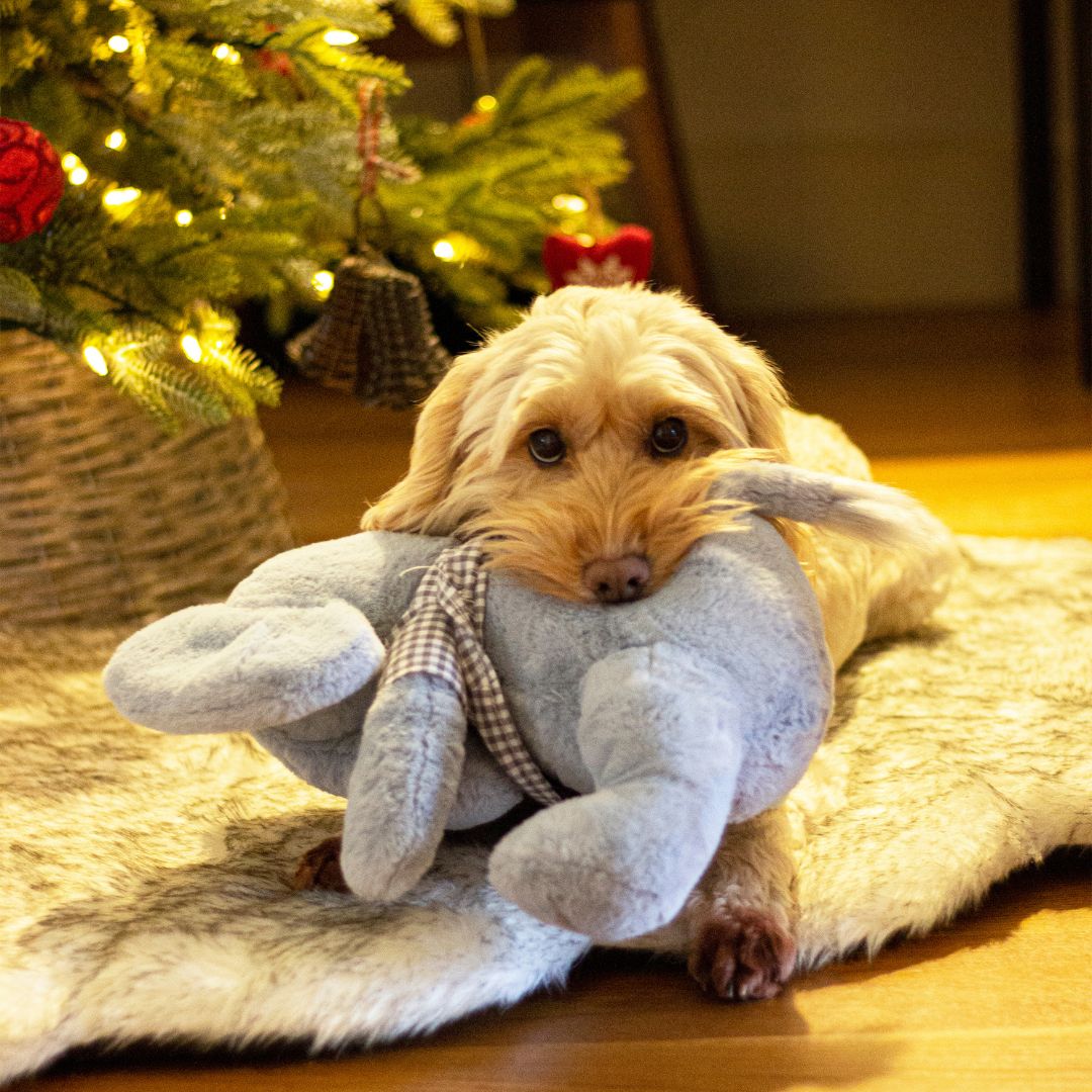 Maxi Elton Elephant